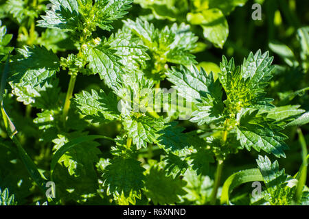 Close up di ortica (Urtica dioica) che cresce su un prato, California Foto Stock