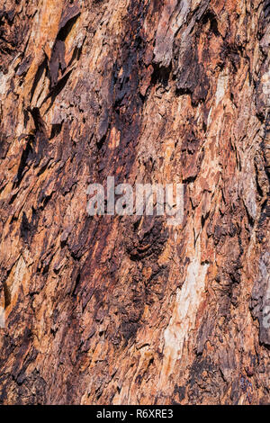 Close up il colorato la corteccia di un albero di eucalipto, California Foto Stock