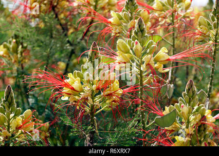 Uccello del paradiso bush (caesalpinia gilliesii),uccello del paradiso arbusto Foto Stock