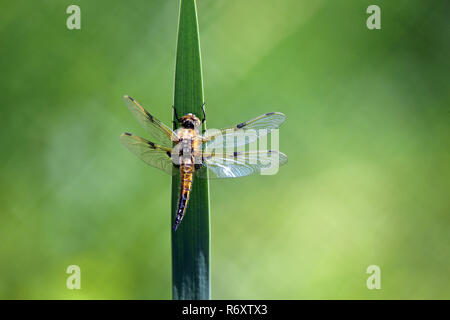 Teleobiettivo con quattro-spotted dragonfly libellula quadrimaculata Foto Stock