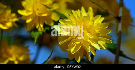 Ranunculus arbusto (kerria japonica pleniflora) Foto Stock