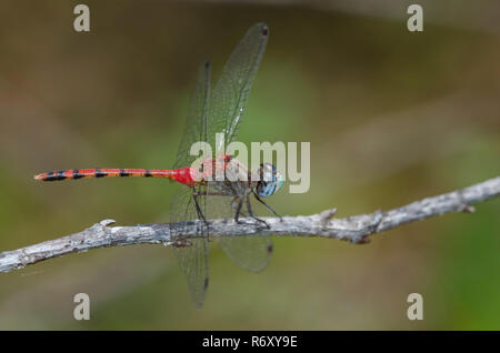 Blu-di fronte Meadowhawk, Sympetrum ambiguum Foto Stock