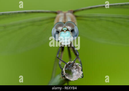 Blu-di fronte Meadowhawk, Sympetrum ambiguum Foto Stock