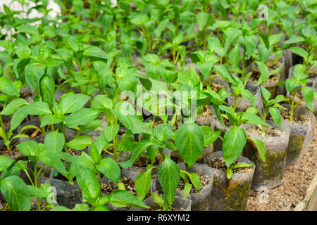 Piante di pepe. Pepe in serricoltura. Piantine Foto Stock