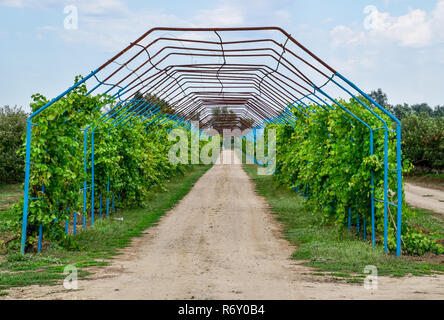 Un grande passo è un gazebo realizzato di aste di metallo lungo una strada sterrata. Foto Stock