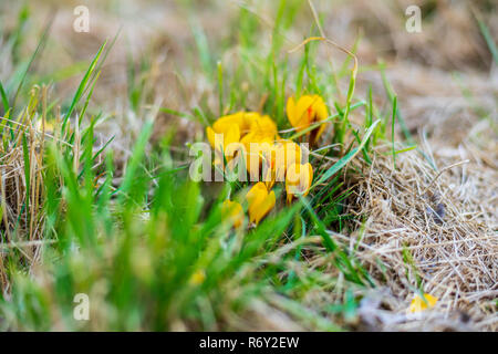 I primi fiori di primavera Crocus (Crocus sativus) in un prato. Foto Stock