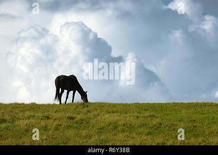 Cavallo nero all'orizzonte Foto Stock