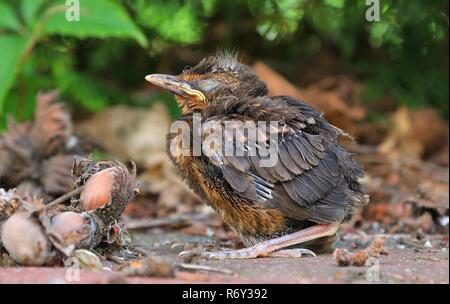 I giovani baby sittin uccello sul terreno Foto Stock