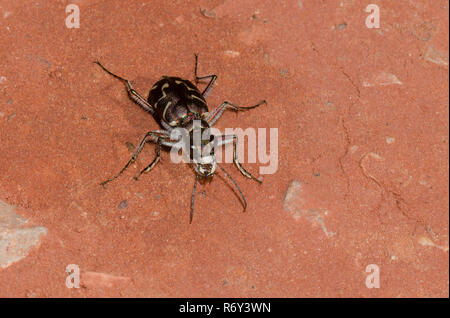 Obliquo-rivestita Tiger Beetle, Cicindela tranquebarica Foto Stock