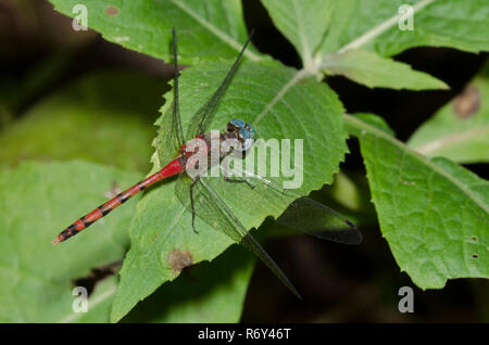 Blu-di fronte Meadowhawk, Sympetrum ambiguum Foto Stock