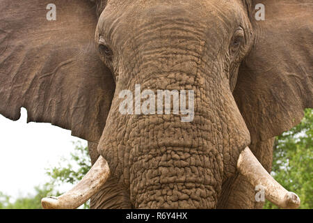 Grandangolo, ritratto di un bush africano Elefante ricerca front, Kruger, Sud Africa Foto Stock