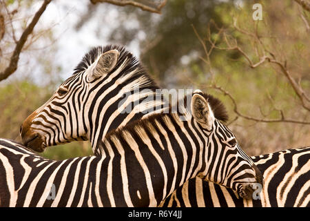 Paio di zebre selvatiche avente un momento di gara, Kruger, Sud Africa Foto Stock