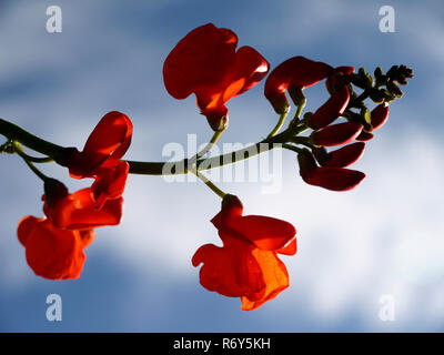 Runner bean,Phaseolus coccineus,fioritura Foto Stock