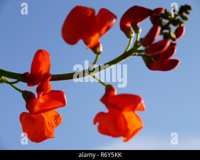 Runner bean,Phaseolus coccineus,fioritura Foto Stock