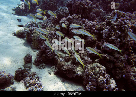 Giallo-nastrare scoglio Triglia di scoglio o triglia di fango (mulloides flavolineatus) - sciame Foto Stock