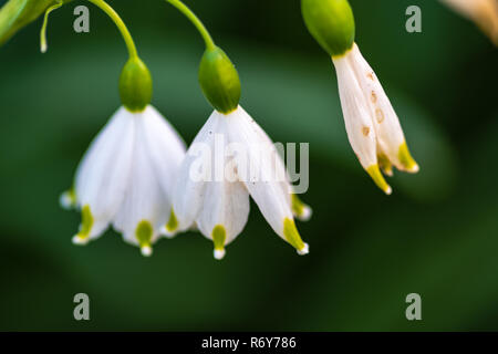 La Campanula di colore bianco su verde Foto Stock
