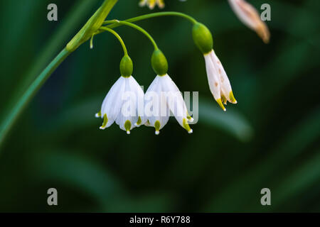 La Campanula di colore bianco su verde Foto Stock