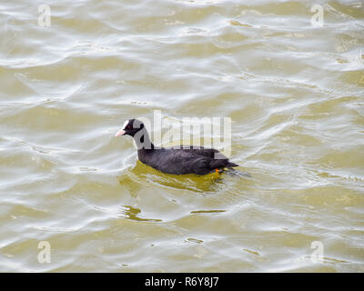 Un black duck galleggianti in un stagno Foto Stock