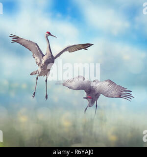 Coppia di gru Sandhill danza di corteggiamento Foto Stock