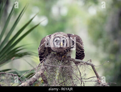 Bloccate Owlet posatoi su un ramo Foto Stock