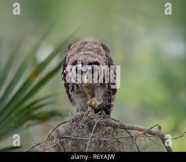 Bloccate Owlet posatoi su un ramo Foto Stock