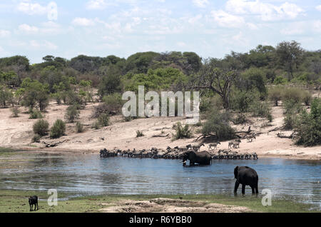 Gli elefanti e zebre sul fiume Boteti in tegami di Makgadikgadi National Park, Botswana Foto Stock