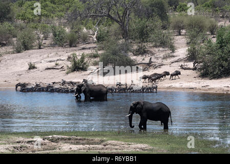 Gli elefanti, zebre e gnu sul fiume Boteti in tegami di Makgadikgadi National Park, Botswana Foto Stock