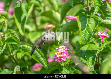 Ruby-throated Hummingbird battenti vicino a fiori di lantana. Foto Stock