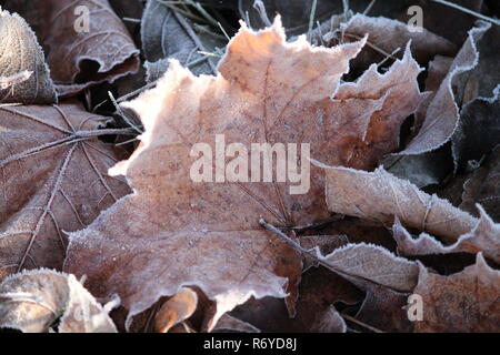 Pizzo bianco splendido ornamento dal gelo su Foglia di acero brillano alla luce del sole nel freddo inverno pieno di sole giorno Foto Stock