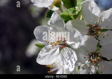 Close up di fiori di frutta nelle primissime primavera Foto Stock