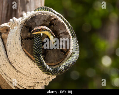 Chrysopelea, paradiso albero flying snake su un rop, Koh Adang, Thailandia Foto Stock