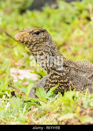 Ritratto di un asiatico monitor acqua in erba, Varanus salvator Foto Stock