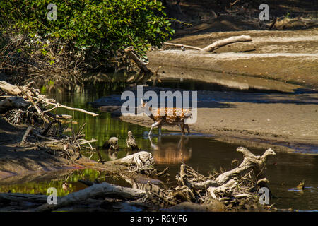 Asse Asse, spotted deer attraversando il fiume di Bardia national park, il Nepal Foto Stock