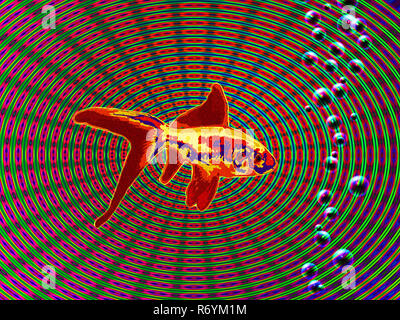 Pesce d'oro Foto Stock