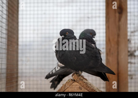 Piccioni in una gabbia Foto Stock