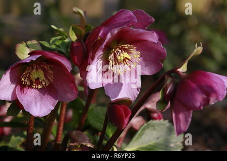 Snow rose,Rosa di Natale o il veratro nero (Helleborus niger) Foto Stock