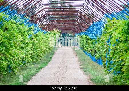 Un grande passo è un gazebo realizzato di aste di metallo lungo una strada sterrata. Foto Stock