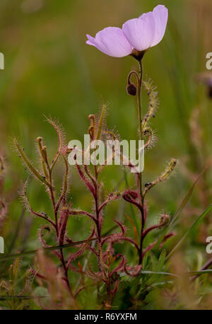 Rose a fiore sundew, Drosera cistiflora, in fiore nei prati umidi, Darling, Western Cape, Sud Africa. Foto Stock