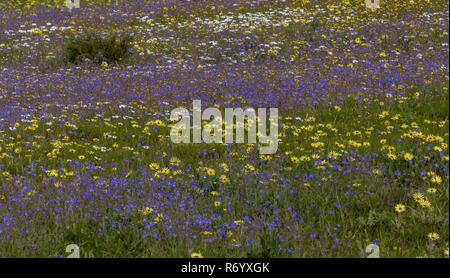 Masse di fiori nella Riserva Waylands Darling; principalmente Heliophila refracta e Capeweed, Arctotheca calendula. Western Cape, Sud Africa. Foto Stock