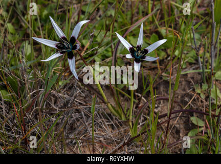 Peacock Capo Stella, Pauridia capensis, in fiore; Western Cape, Sud Africa. Foto Stock