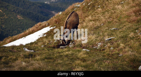 Il camoscio in autunno prato di montagna con un piccolo campo di neve vicino Derese picco di montagna in Nizke Tatry montagne in Slovacchia Foto Stock