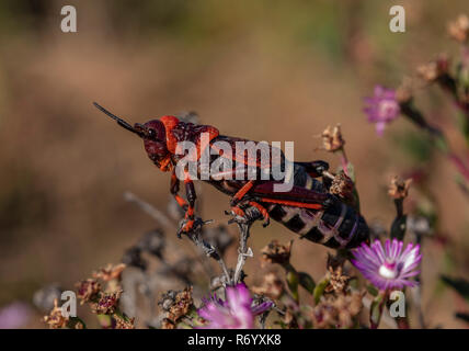 Schiuma Koppie grasshopper, Dictyophorus spumans, sulla bassa vegetazione, Western Cape, Sud Africa. Foto Stock