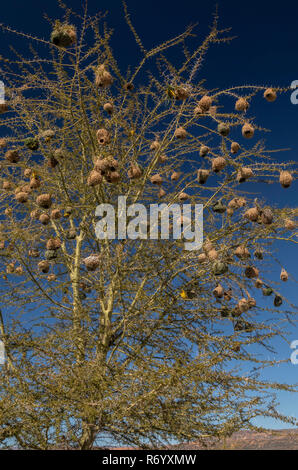 Cape Weaver, Ploceus capensis nidi nella struttura ad albero di febbre, Acacia xanthophloea, montagne Cederberg, Sud Africa. Foto Stock
