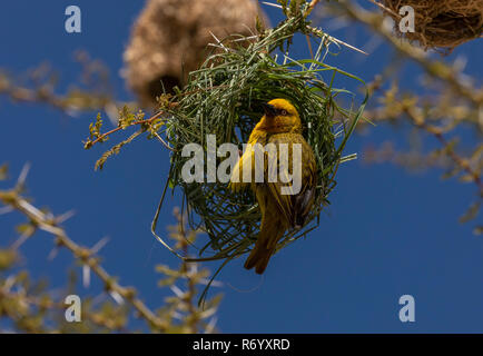 Cape Weaver, Ploceus capensis presso il suo nido in un albero di febbre, Acacia xanthophloea, montagne Cederberg, Sud Africa. Foto Stock