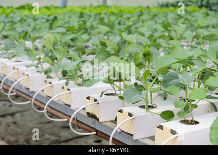 Idroponico broccoli cinesi o cavolo cinese verdure piantagione in aquaponics system Foto Stock