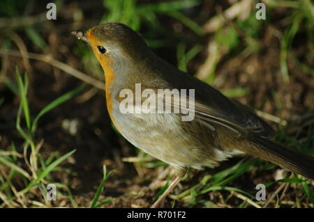 Robin (Erithacus rubecula) Foraggio sul terreno erboso nella luce dorata. Blocco del fondo erboso, Exeter, Devon, Regno Unito. Foto Stock
