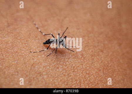 Zanzara tigre o foresta mosquito sulla pelle umana Foto Stock