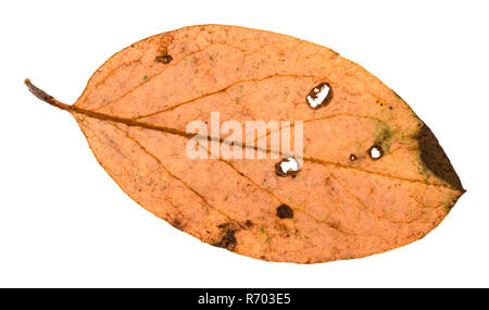 Lato posteriore di autunno foglia marci di malus tree Foto Stock