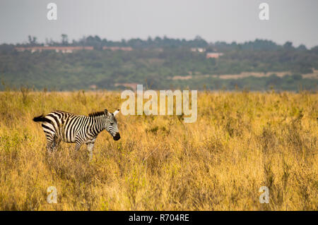 Zebra isolato nella savana paesaggio del Parco di Nairobi Foto Stock