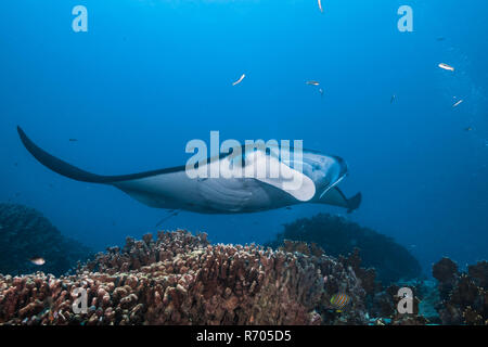 Manta ray, vista frontale. Yap Island, Stati Federati di Micronesia. Foto Stock
